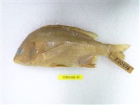 藏品(黑鯛)的圖片